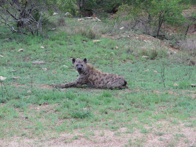 Spotted Hyena, Kruger, South Africa 2013